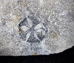 Zapfen von Metasequoia sp. HU & CHENG 1948 - Bild © FossNet FossilienStore
